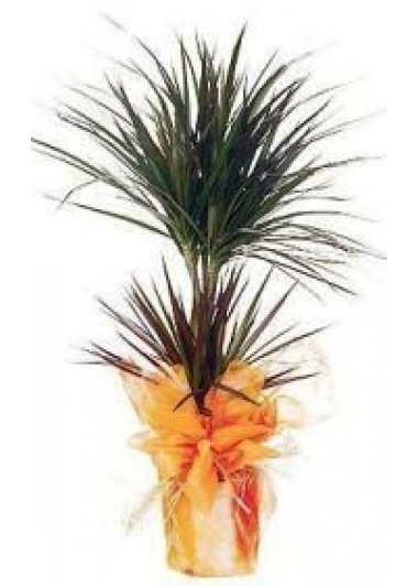 Marginata İkili  120 cm